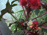 Ricinus communis 19, Wonderboom, Saxifraga-Ed Stikvoort