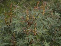 Ricinus communis 4, Wonderboom, Saxifraga-Willem van Kruijsbergen