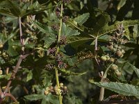 Ricinus communis 6, Wonderboom, Saxifraga-Willem van Kruijsbergen