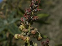 Ricinus communis 8, Wonderboom, Saxifraga-Willem van Kruijsbergen