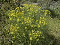Ridolfia segetum 8, Saxifraga-Willem van Kruijsbergen