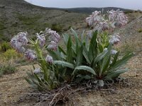 Rindera lanata