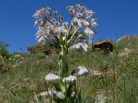 Rindera lanata 2, Saxifraga-Ed Stikvoort : Noord van Gyumri s9900