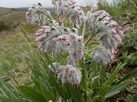 Rindera lanata 3, Saxifraga-Ed Stikvoort : Hermon - Selimpas - Sevanmeer