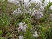 Rindera lanata 4, Saxifraga-Ed Stikvoort : Hermon - Selimpas - Sevanmeer