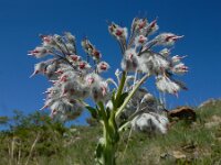 Rindera lanata 6, Saxifraga-Ed Stikvoort : Noord van Gyumri s9900