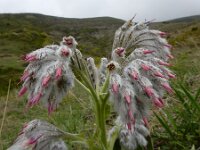 Rindera lanata 7, Saxifraga-Ed Stikvoort : Hermon - Selimpas - Sevanmeer