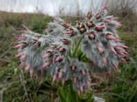 Rindera lanata 9, Saxifraga-Ed Stikvoort : Hermon - Selimpas - Sevanmeer