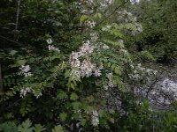 Robinia pseudoacacia, False Acacia