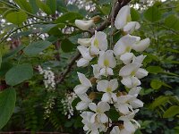 Robiana pseudoacacia 26, Robinia, Saxifraga-Ed Stikvoort : Kapan - Mehgri s9900