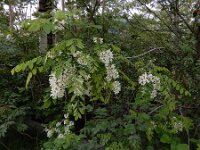 Robiana pseudoacacia 27, Robinia, Saxifraga-Ed Stikvoort : Kapan - Mehgri A900