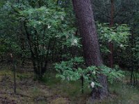 Robiana pseudoacacia 28, Robinia, Saxifraga-Ed Stikvoort