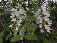Robiana pseudoacacia 29, Robinia, Saxifraga-Ed Stikvoort : Kapan - Mehgri A900