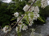 Robiana pseudoacacia 30, Robinia, Saxifraga-Ed Stikvoort : Kapan - Mehgri A900