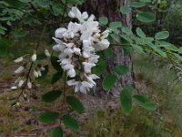 Robiana pseudoacacia 31, Robinia, Saxifraga-Ed Stikvoort