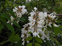 Robiana pseudoacacia 32, Robinia, Saxifraga-Ed Stikvoort : Kapan - Mehgri A900