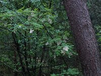 Robiana pseudoacacia 33, Robinia, Saxifraga-Ed Stikvoort