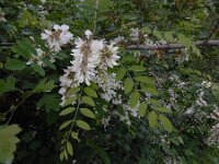 Robiana pseudoacacia 34, Robinia, Saxifraga-Ed Stikvoort : Kapan - Mehgri A900