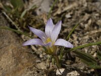 Romulea clusiana 11, Saxifraga-Willem van Kruijsbergen
