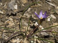 Romulea clusiana 14, Saxifraga-Willem van Kruijsbergen