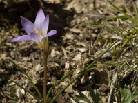 Romulea clusiana 3, Saxifraga-Jan van der Straaten