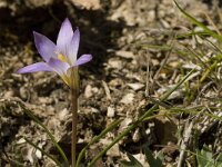 Romulea clusiana 8, Saxifraga-Jan van der Straaten