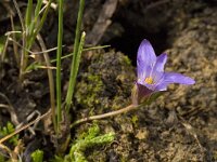 Romulea clusiana 9, Saxifraga-Willem van Kruijsbergen