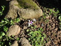 Romulea grandiscapa