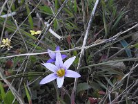 Romulea grandiscapa 2, Saxifraga-Michiel Drok
