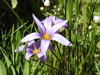 Romulea grandiscapa 3, Saxifraga-Michiel Drok