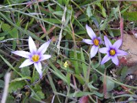 Romulea grandiscapa 4, Saxifraga-Michiel Drok