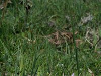 Romulea ligustica 2, Saxifraga-Jeroen Willemsen