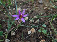 Romulea tempskyana 3, Saxifraga-Ed Stikvoort