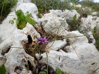 Romulea tempskyana 4, Saxifraga-Ed Stikvoort