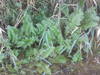 Rorippa amphibia 13, Gele waterkers, Saxifraga-Rutger Barendse