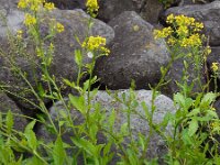 Rorippa amphibia 19, Gele waterkers, Saxifraga-Ed Stikvoort