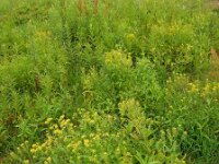 Rorippa austriaca 10, Oostenrijkse kers, Saxifraga-Ed Stikvoort