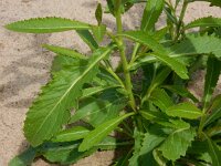 Rorippa austriaca 13, Oostenrijkse kers, Saxifraga-Ed Stikvoort
