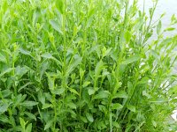 Rorippa austriaca 4, Oostenrijkse kers, Saxifraga-Rutger Barendse