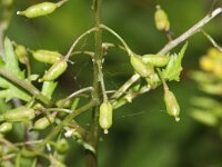 Rorippa palustris 9, Moeraskers, Saxifraga-Rutger Barendse
