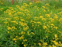Rorippa sylvestris 10, Akkerkers, Saxifraga-Ed Stikvoort
