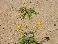 Rorippa sylvestris 11, Akkerkers, Saxifraga-Ed Stikvoort