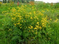Rorippa sylvestris 12, Akkerkers, Saxifraga-Ed Stikvoort