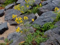 Rorippa sylvestris 14, Akkerkers, Saxifraga-Ed Stikvoort