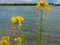 Rorippa sylvestris 15, Akkerkers, Saxifraga-Ed Stikvoort