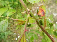 Rosa agrestis 4, Kraagroos, Saxifraga-Rutger Barendse
