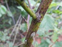 Rosa caesia 2, Behaarde struweelroos, Saxifraga-Rutger Barendse