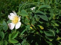 Rosa caesia 6, Behaarde struweelroos, Saxifraga-Ed Stikvoort