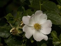 Rosa canina 23, Hondsroos, Saxifraga-Jan van der Straaten