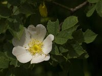 Rosa canina 31, Hondsroos, Saxifraga-Jan van der Straaten
